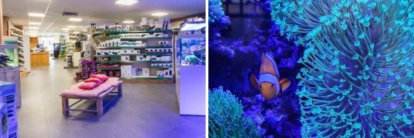 levend buitenaards wezen Elektropositief Zee aquariumwinkel Nederland | Ocean & Lake